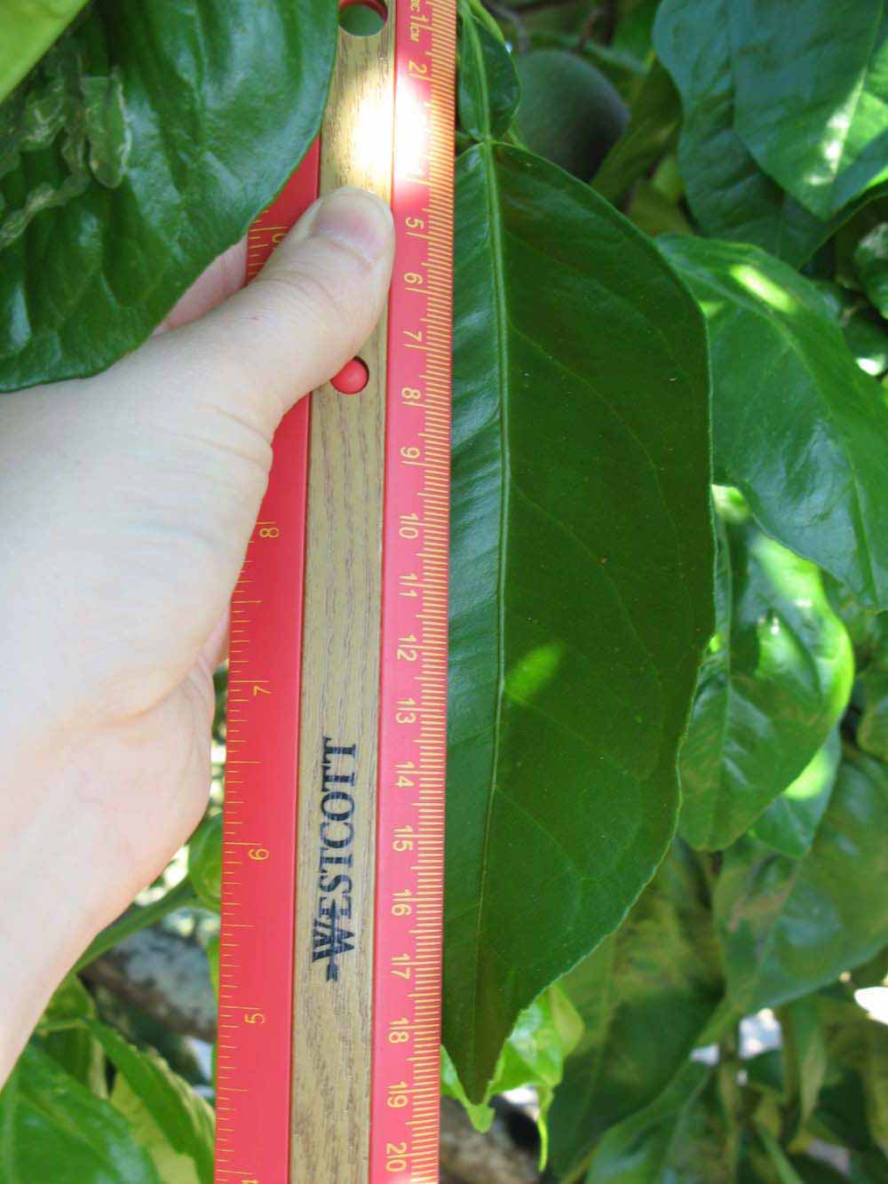              Unifoliolate leaf (Winter Haven, FL)       